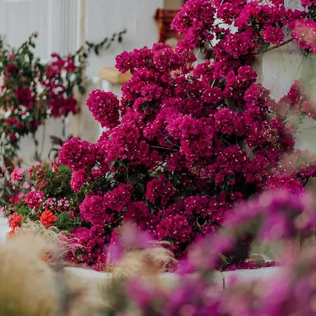 아파트 Mimoza's Sea View