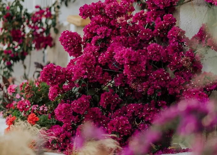 Apartamento Mimoza's Sea View