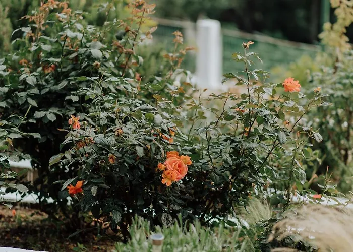 公寓 Mimoza's Sea View